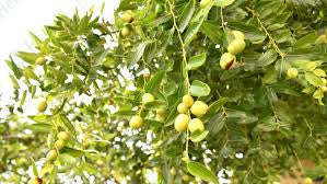 Sidr Ruqiya Miracle Mask